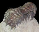 Bargain, Crotalocephalina Trilobite - Foum Zguid, Morocco #65983-1